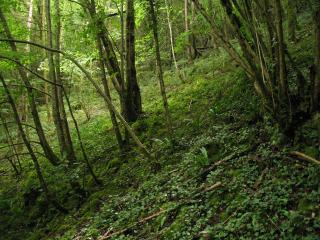 Forêt de pente hygrosciaphile vallée de la Cère (46)