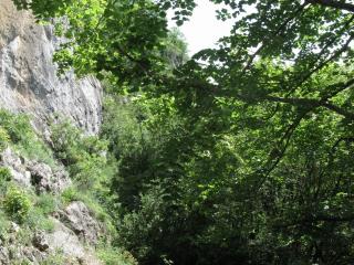 Forêt de pente sêche à Erable de Montpellier et Tilleul Agos-Vidalos (65)