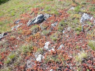 Dalles calcicoles à Sedum album au milieu de pelouses sèches du 6210 dans le site de Tarascon sur Ariège.