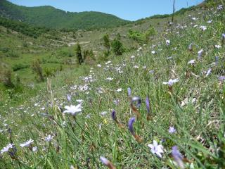 Les pelouses très méditerranéennes (Ononidetalia) ne sont pas rattachées au 6210. Une confusion a longtemps été faite et a pu parfois induire la création de sites Natura 2000 de façon inappropriée. Ces pelouses sont particulièrement présentes dans les Causses aveyronnais. Ici une des rares incursions de l'habitat en Arière, sur les pelouses les plus chaudes autour de Tarascon-sur-Ariège, dominées par l'Aphyllanthe de Montpellier.