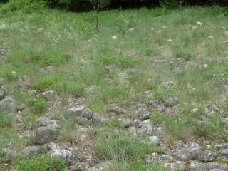 Des situations originales de bancs de graviers et sables en position alluviales existent en bord de Dordogne et de Truyère (Lot et Aveyron). Les pelouses xerophiles qui se développent sur ces bancs se rattachent au Koelerio-Phleion, pelouses sèches acidiclines. Ici, un exemple sur les bords de la Truyère.