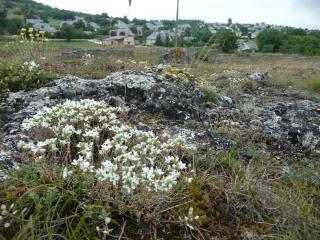 Les pelouses sèches sont parfois menacées par l'urbanisation. Ici, des coteaux sur le bord du Causse Comtal en Aveyron.