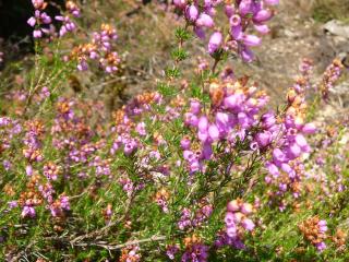 Erica cinerea, la Bruyère cendrée est une espèce structurante des landes sèches atlantiques.