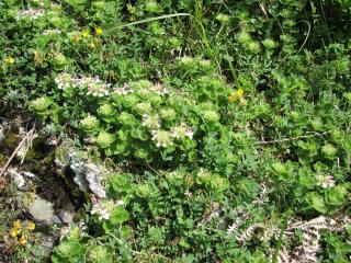 La Germandrée des Pyrénées (Teucrium pyrenaicum) est une endémique pyreneo-cantabrique qui caractérise bien les formations pyrénéennes des pelouses rattachées au 6210.